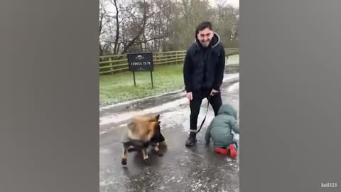 German Shepherds thinks he's my boss 😱 FUNNIEST Dogs