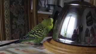 Budgie is talking to the teapot