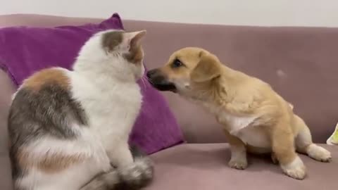 Puppy tries to be friends with a Kitten