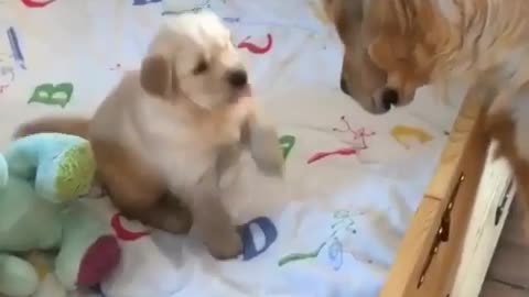 Three golden shepherd puppies