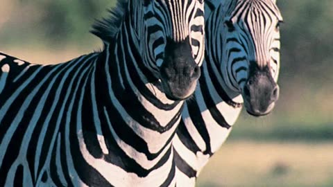 Why do Zebras have Stripes