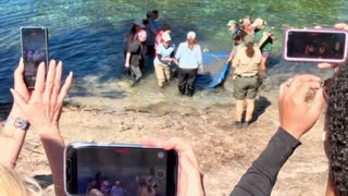 Rescuers Release Dozen Orphaned Manatees Back To The Wild In A Single Day 5