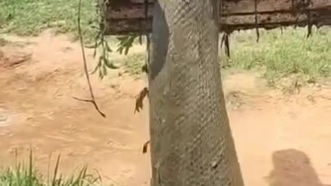 Anaconda snake big