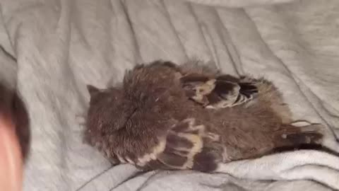 Rescued Baby mockingbird LOVING his MASSAGE