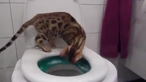 Bengal kitten using the toilet(pooping) in the litter kwitter - green stage