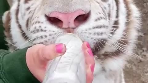 white tiger cub being fed