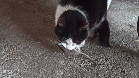 My cat Kefe vs small rat