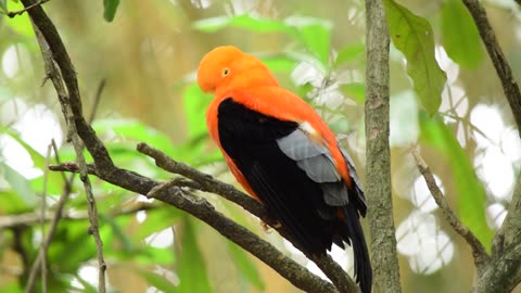 The Andean cock-of-the-rock