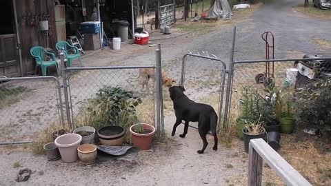 Farm dog opens gate to let his friend come inside to play