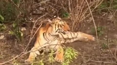 The Dark Side of Tiger s Tree Hunting Misadventure