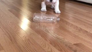 Cute Puppy Take On Water Bottle