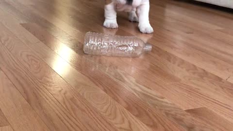Cute Puppy Take On Water Bottle