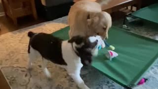 Golden Retriever And Springer Spaniel Brother Playing With a Shark Toy! Part 2! #shortsviral