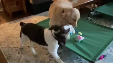 Golden Retriever And Springer Spaniel Brother Playing With a Shark Toy! Part 2! #shortsviral