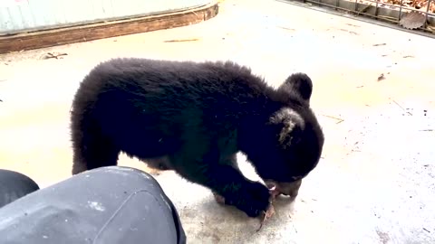 Playful black bear cub joins Virginia Wildlife Center