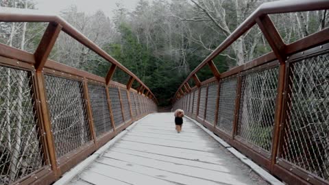 Small dog crossing a bridge