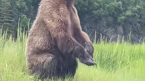 A brown bear stands up to get a better view of another bear in the distance