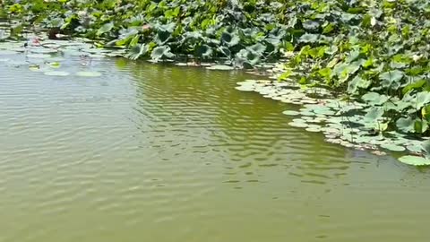 There are many lotus flowers in the pond