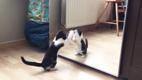 Funny cat video || animal's video