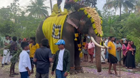 Elephant in festival Kerala