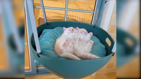 OMG So Cute Cats ♥ Best Funny Cat Video