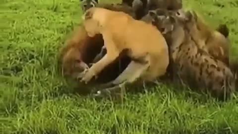 battles of hyenas vs leon two great hunters