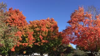 Vivid Fall Colors