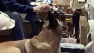 Malinois steals potato peels