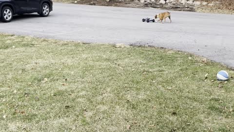 Boxer Worn Out After Racing RC Car