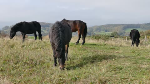 horses eating grass so beautifull view