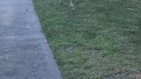 Wow This Deer Can Jump! Jumps Rocks to Avoid People