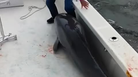 The dolphin accidentally jumped onto the boat