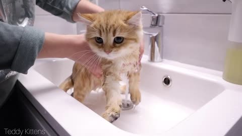 The bravest kitten in the world _ First bath