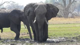 BIG BULL ELEPHANT ROLLS IN MUD