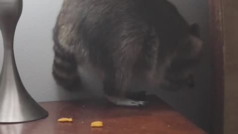 Raccoon Eats Goldfish Crackers