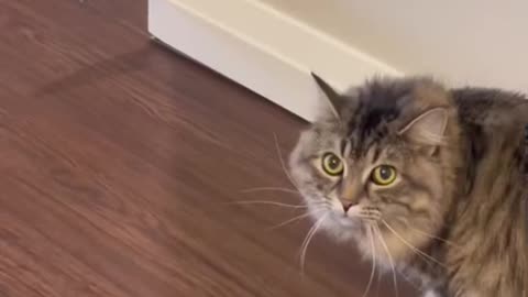 Funny cat video | Cutest cat Will make you LAUGH