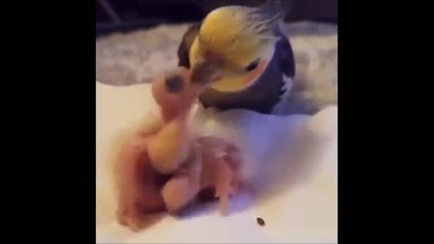 cockatiel feeding chicks