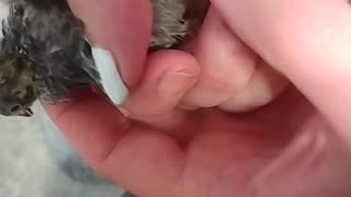 How To Sex Baby Button Quail