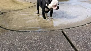 Random Dog at the Park Swallowed too Much Water