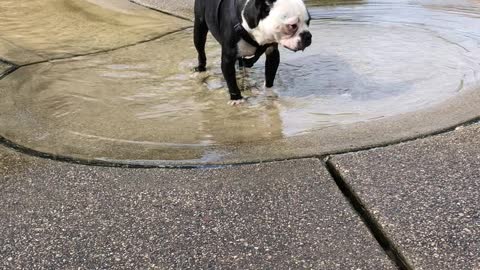 Random Dog at the Park Swallowed too Much Water