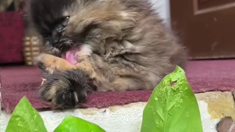 Baby Cats - Cute and Funny Cat Videos Compilation #66 | Aww Animals