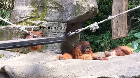 The Orangutan Family is Having Fun 😄😁