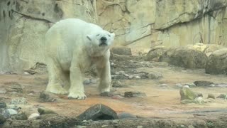 Polar Bear Appears to be Dancing