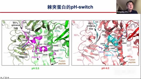 NIH疫苗研究中心主管周同庆2020年6月30日通过Zoom远程会议给武汉大学做了新冠病毒和疾病系列讲座之十一-新冠病毒的结构与疫苗设计