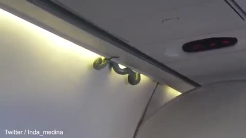 Snakes on a plane