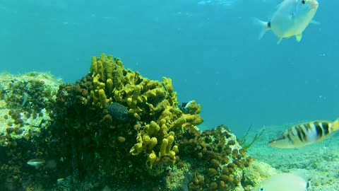 fish swimming in clear water