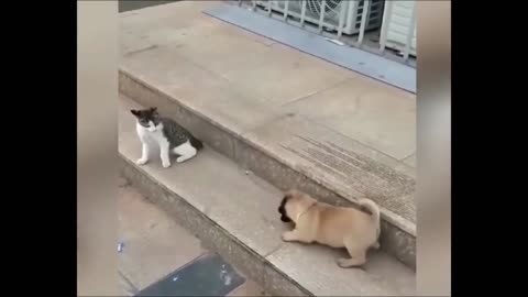 Cat VS Dog