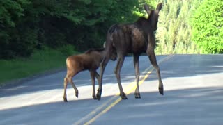 Moose Calf and Cow