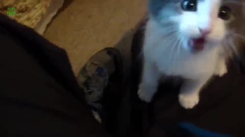 #cats #funny #funnycatvideos Here is a video of cats and kittens meowing to confuse your pets