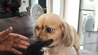 Man Can't Have Dog's Toy